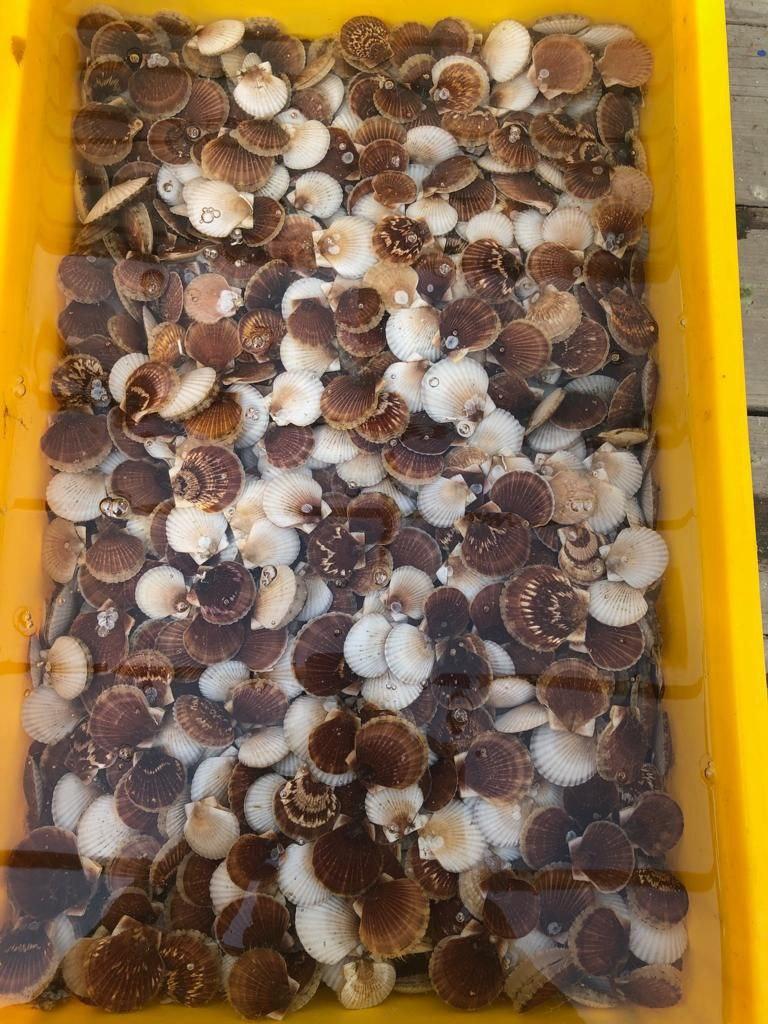 Гребешок-годовик